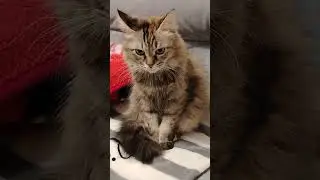 #джейсон