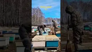 чистка доньев в ульях 