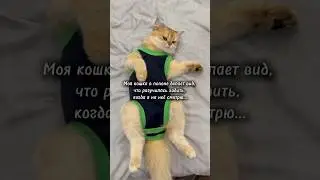 Кошка притворилась, что не может ходить