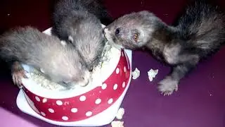 Хорьки открыли глазки🐾