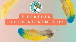 The Top 5 Essential Feather Plucking Remedies To Keep Your Bird Healthy And Happy