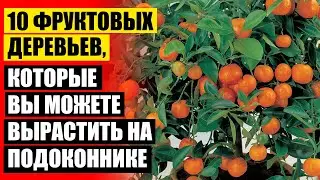 ✔ САМЫЕ НЕПРИХОТЛИВЫЕ КОМНАТНЫЕ РАСТЕНИЯ ДЛЯ КВАРТИРЫ БЕЗ СВЕТА ⚪ ЗА КАКИМИ КОМНАТНЫМИ РАСТЕНИЯМИ Л