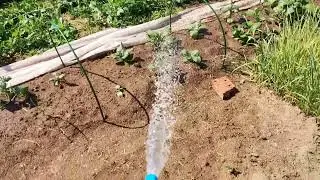 Только в это время можно поливать огород?