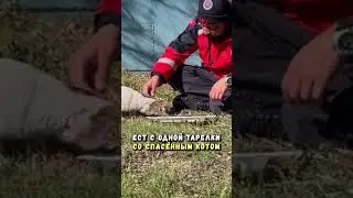 Спасатель ест с одной тарелки со спасённым котом