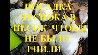 Посадка чеснока. Головки растут, как на дрожжах, а находятся в песке. Секрет от бабушки соседки.
