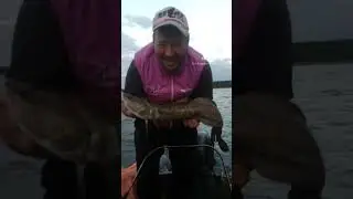 Налим на джиг. Аргази.