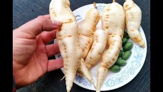 Удивительный Овощ Кукамелон — Мексиканский Огурчик — Cucamelon