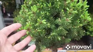 Хвойные новинки из Леруа Мерлен.Обзорчик хвойных растений.