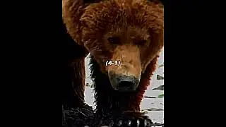 Кадьяк vs Гребнистый Крокодил #животные #versus