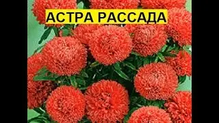 Астры на рассаду сажаем в улитку или методом Керимова Забытый и доработанный метод