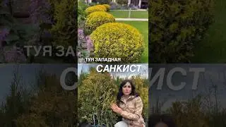ГАЙД ПО УХОДУ ЗА ТУЯМИ НА ГОД - ссылка в описании канала. А подробнее о Санкист в описании к видео