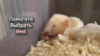Имя для сирийского ХОМЯКА