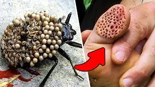 Держитесь от Него Подальше! Самое Опасное Насекомое в Мире!