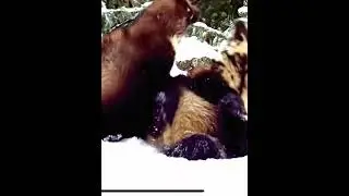ЯГУАР VS РОСОМАХА