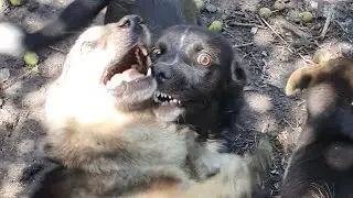 Знакомьтесь: Тортик, самый ласковый пёс