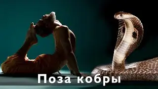 Как делать прогибы. Безопасно и эффективно. Поза сфинкса, Поза кобры.