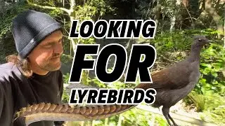 Looking for Lyrebirds