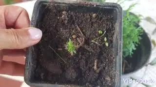 Новые растения в наш сад! Мой мини питомник растений, начало положено)