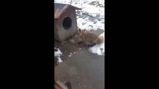 Бешеный лис против собаки