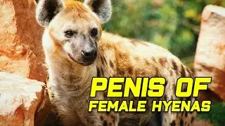 Did you know?😃👆Both male and female hyenas do have penis! 