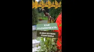 Как размножать однолетние георгины.