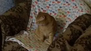 Кот Ерофей без задних лап и хвоста. В новой семье!