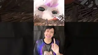 BOCIL KAYU BERJALAN MAU DIMAKAN ANGRY BIRDS😱🗿‼️ | Ale Khin 