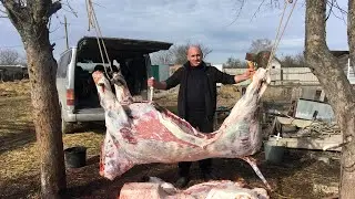 Забой Быка 5