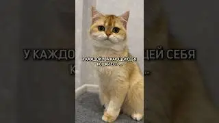 У каждой уважающей себя кошке есть…