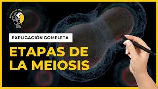 DIVISIÓN CELULAR - MEIOSIS 🟠 (Explicación COMPLETA)