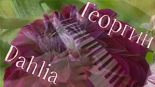2. Георгин _ (Dahlia)