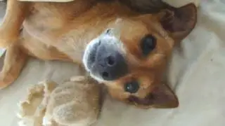 July 23 2016  Toby In Bed on a hot summer afternoon.