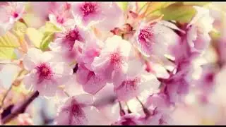 ЗВУКИ ВЕСНЫ. ПЕНИЕ ПТИЦ В СОПРОВОЖДЕНИИ МУЗЫКИ.