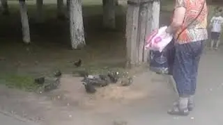 Сломано крыло ! отвезли в ветеренарку !молодым людям Спасибо