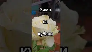 Зима на Кубани.