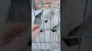Якутия! Крайний Север! приют для бездомных животных, делаем добрые поступки и спасение животных