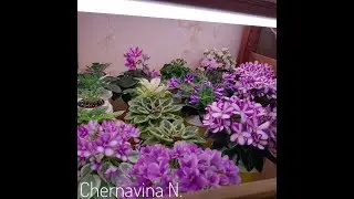 Запись прямого эфира из инста. Вопрос-ответ