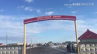 Очередная поездка на скотный двор