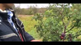 Яблоня сорт Имант