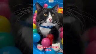 Один день из жизни обычного кота!