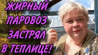 ЖИРНЫЙ ПАРОВОЗ ЗАСТРЯЛ В ТЕПЛИЦЕ! ОЛЬГА УРАЛОЧКА LIVE. ОБЗОР.