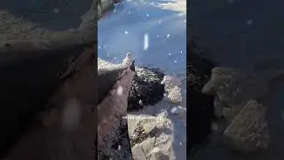 Скалыватель льда на мини погрузчик / +7 916 224-39-88 /+7 (999) 991-27-90/ титан-решения.рф