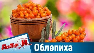 Целебные свойства облепихи. “Доктор И“