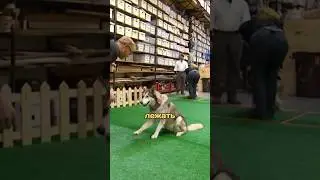 Старую собаку не научить трюкам / Разрушители мифов 