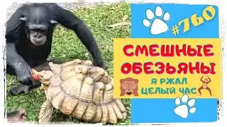 СМЕШНЫЕ ОБЕЗЬЯНЫ 🙈 Я Ржал Целый Час 😂 Funny Monkeys 