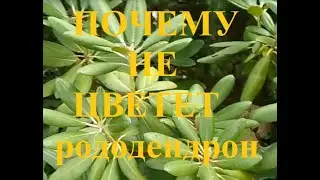 Почему не цветет рододендрон? Меры приняты, жду результата.