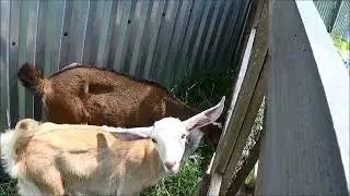 Курица-убийца! Англо-нубийские козы на выгуле. Перестановка в сарае. Вылуп цыплят.