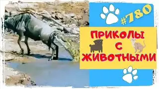СМОТРИ И СМЕЙСЯ 😃 Приколы с Животными 😹🐶 Fun with Animals
