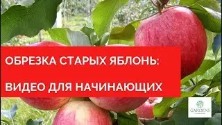 Обрезка старых яблонь видео для начинающих