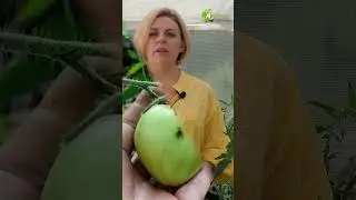 Как распознать фитофтору? #антоновсад #фитофтора #выращиваниетоматов